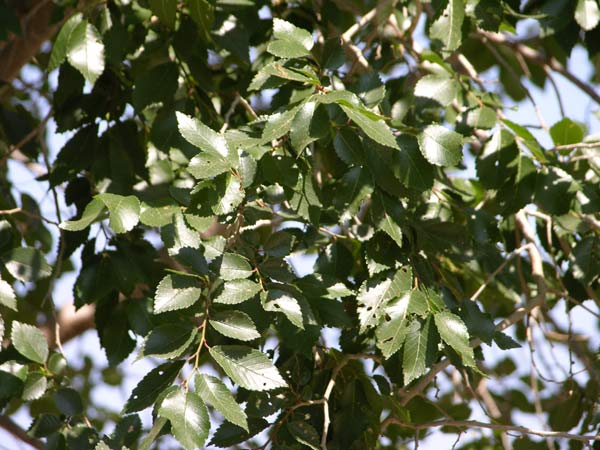 ulmus carpinifolia 04