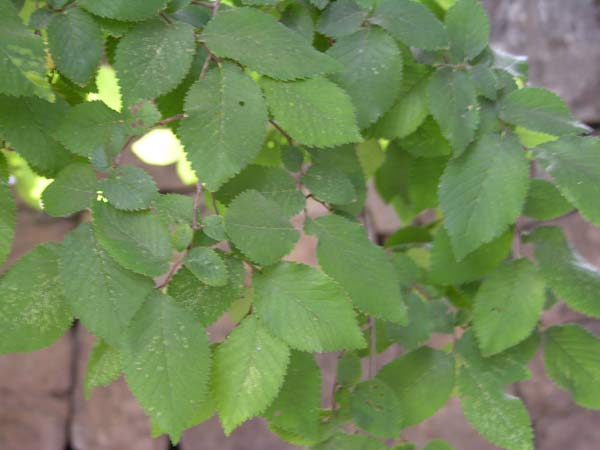 ulmus carpinifolia 05