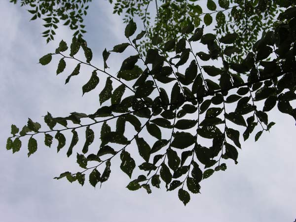 ulmus carpinifolia 06