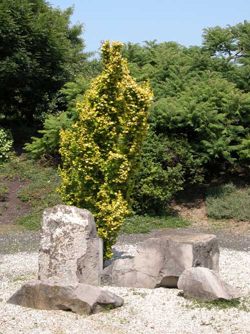 ulmus carpinifolia wredei 01