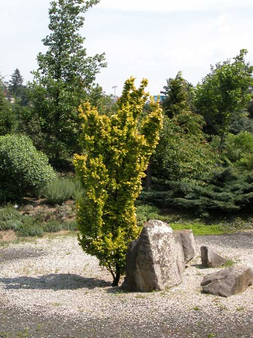 ulmus carpinifolia wredei 02