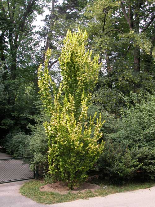 ulmus carpinifolia wredei 03