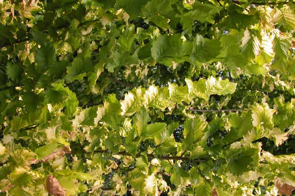 ulmus carpinifolia wredei 04