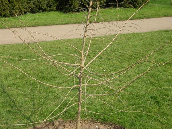 ulmus parvifolia 1