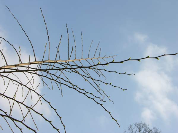 ulmus parvifolia 2