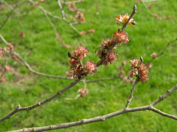 ulmus plantijn 1