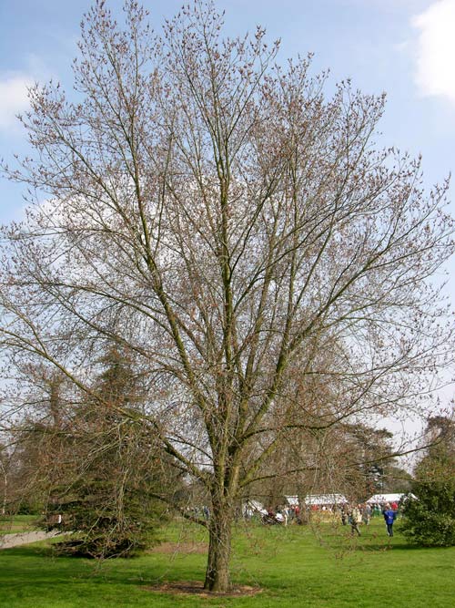 ulmus plantijn 3