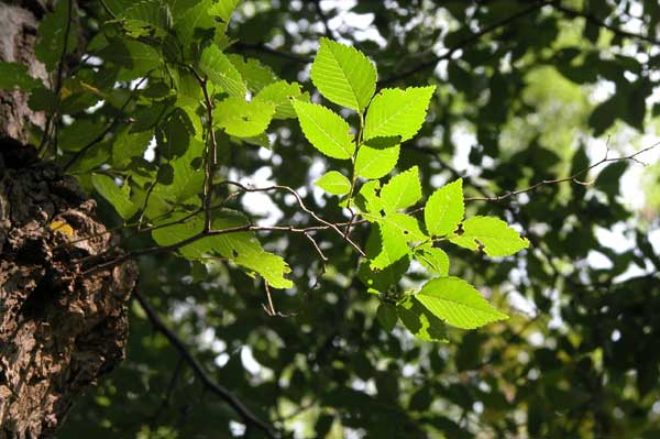 ulmus pumila 02