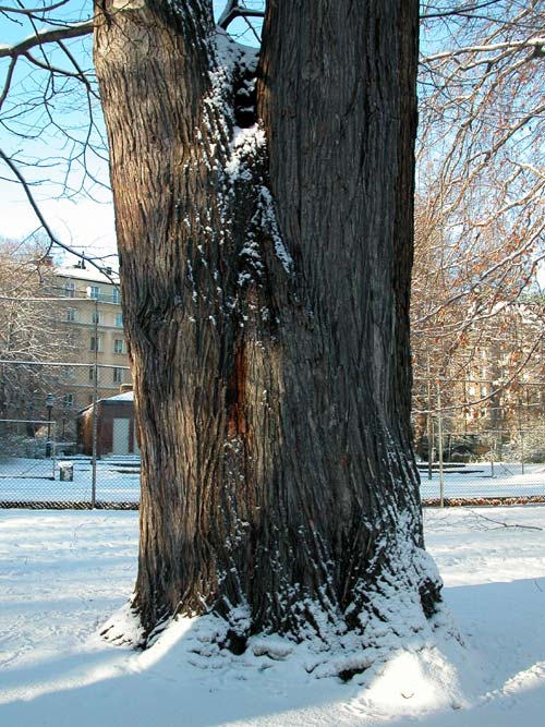 ulmus sp 01