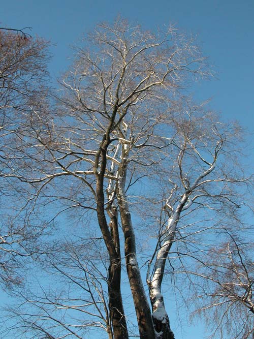 ulmus sp 02