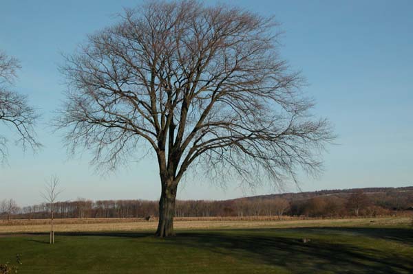 ulmus sp 03