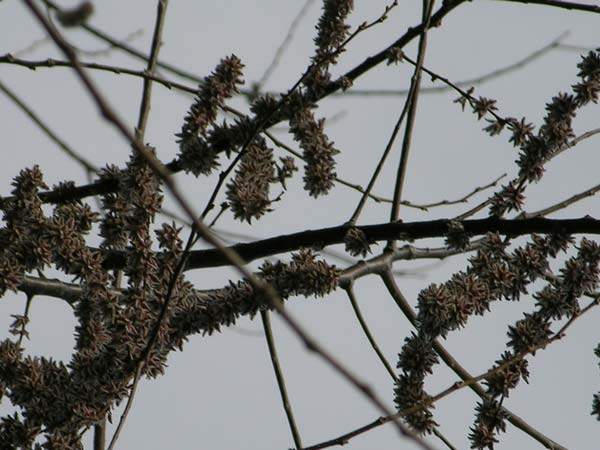 ulmus villosa 1