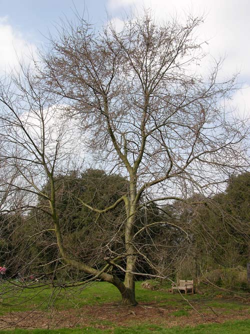 ulmus villosa 2