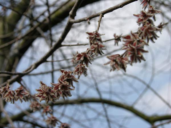 ulmus villosa 4
