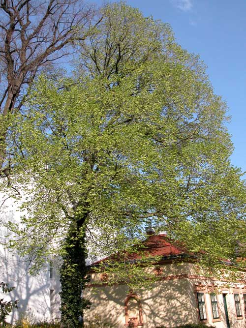ulmus x hollandica 01