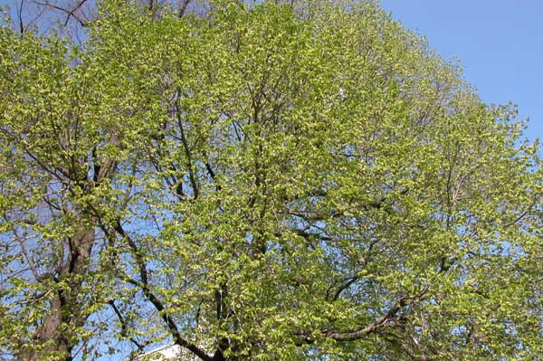 ulmus x hollandica 03