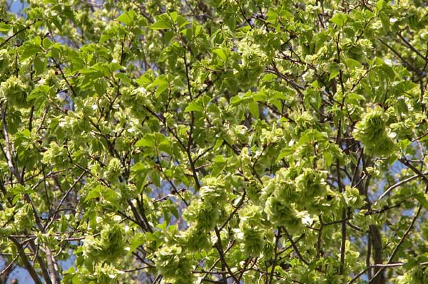 ulmus x hollandica 04