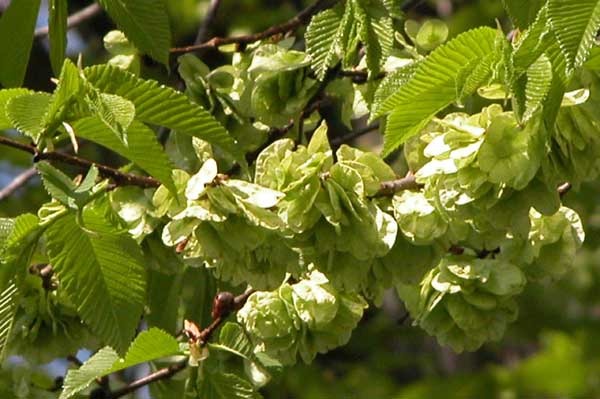 ulmus x hollandica 05