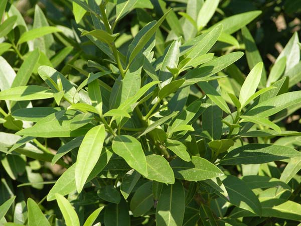 umbellularia californica 01