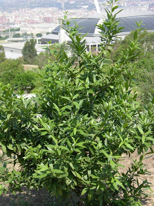 umbellularia californica 02