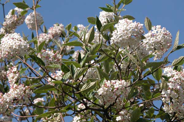 viburnum farreri 02
