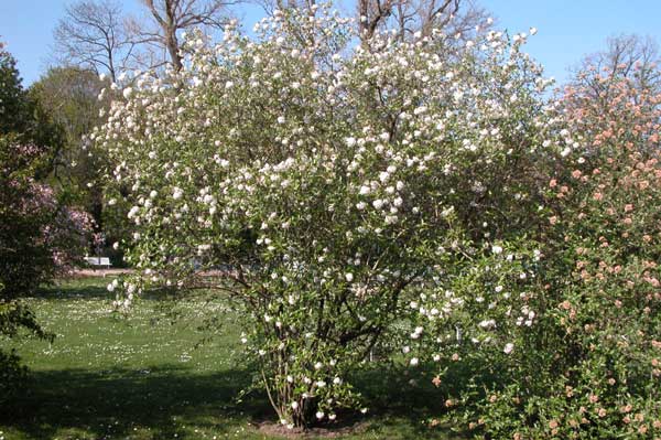 viburnum farreri 03