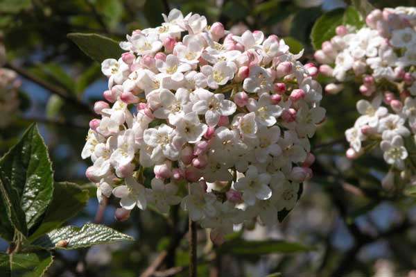 viburnum farreri 04