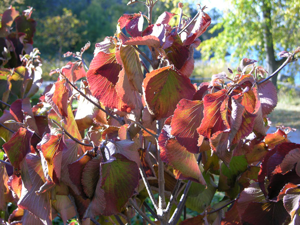viburnum furcatum 01
