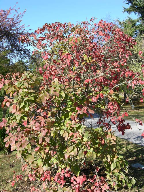 viburnum lantana 01