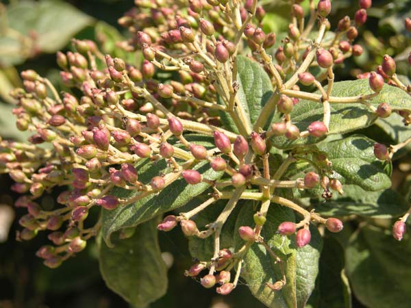 viburnum rigidum 01