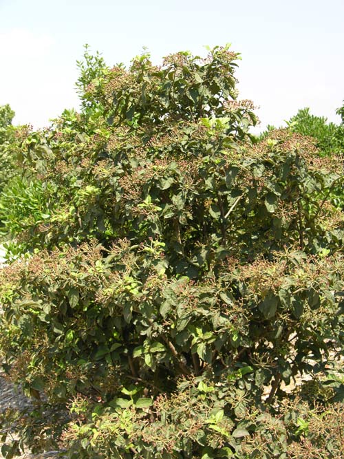 viburnum rigidum 02
