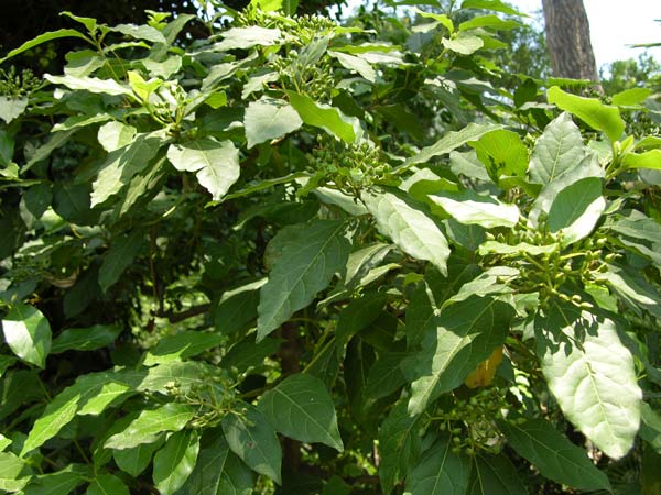 viburnum tinus 02