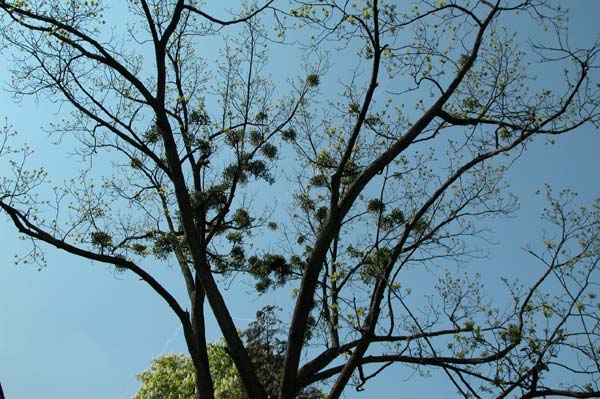viscum album 03