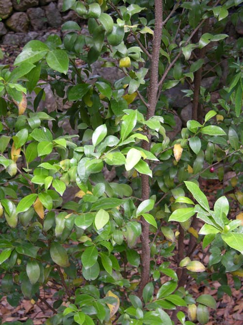 visnea mocanera 03