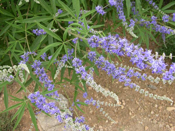 vitex agnus castus 01