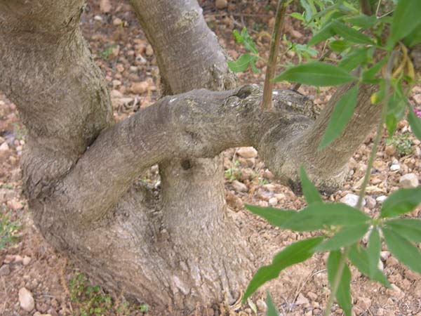 vitex agnus castus 02