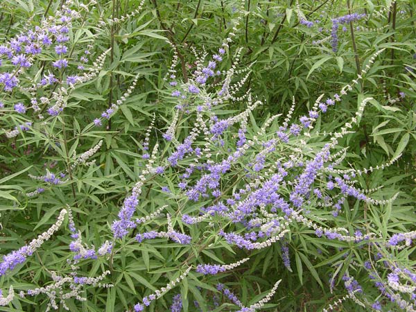vitex agnus castus 03