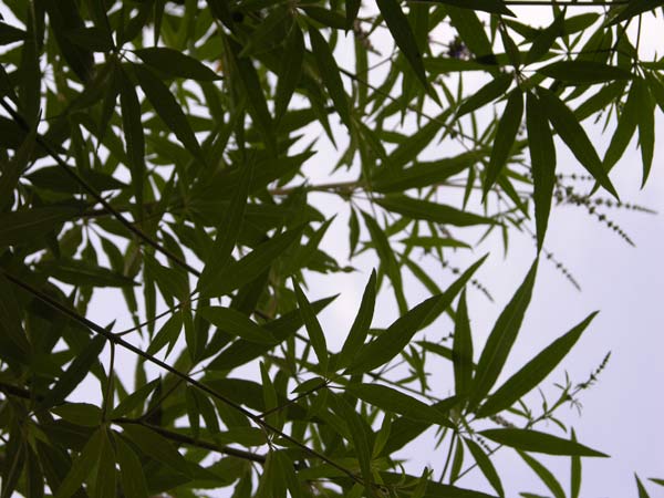 vitex agnus castus 04