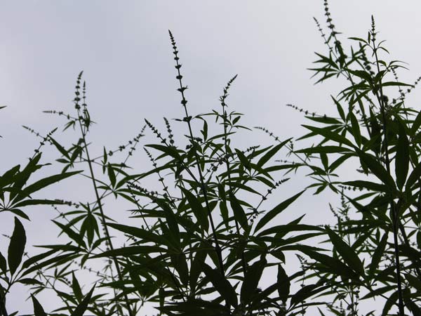vitex agnus castus 05