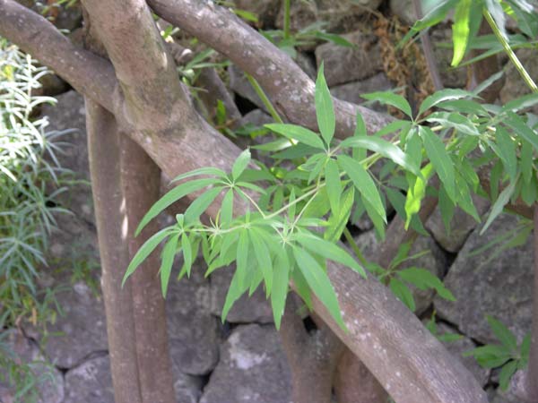 vitex agnus castus 06