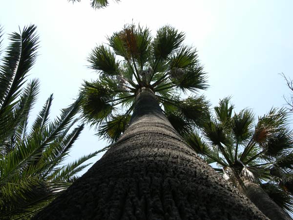 whashingtonia robusta 01