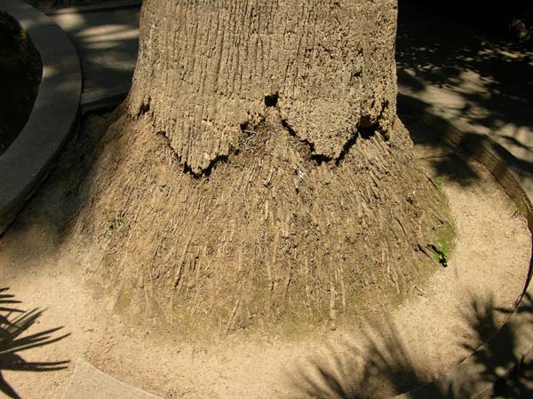 whashingtonia robusta 02