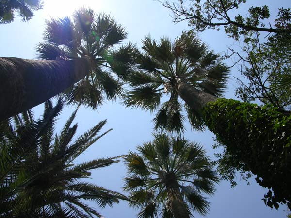 whashingtonia robusta 03