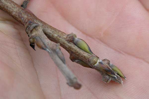 wisteria floribunda 02