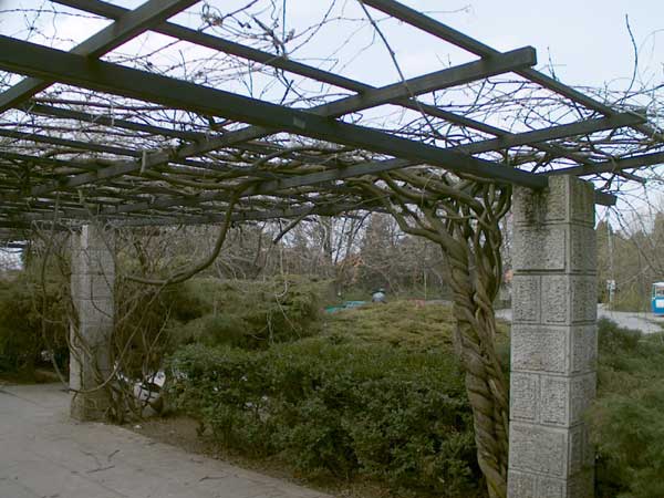 wisteria floribunda 04