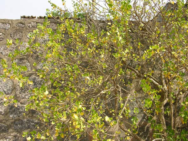 withania frutescens 01