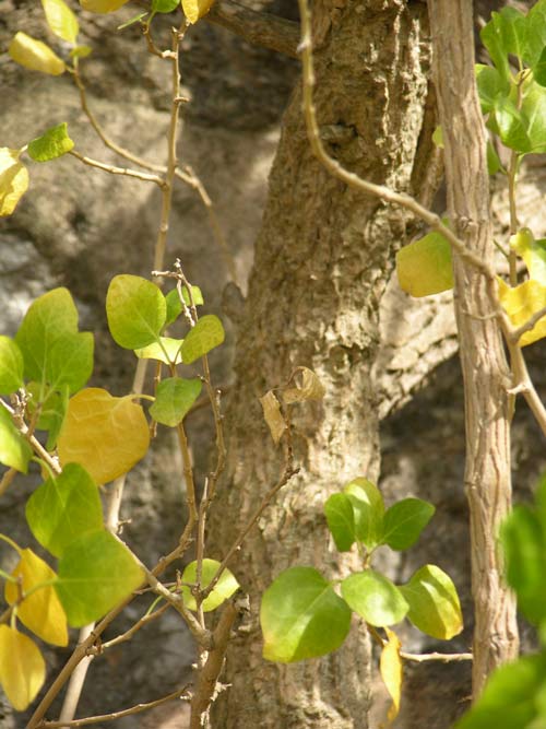 withania frutescens 02