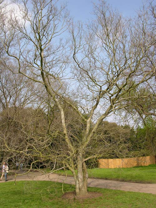 zelkova abelicea 1