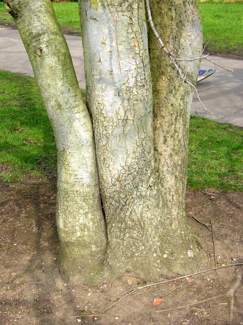 zelkova abelicea 2