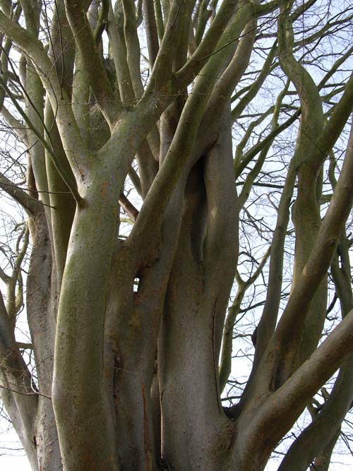zelkova carpinifolia 1